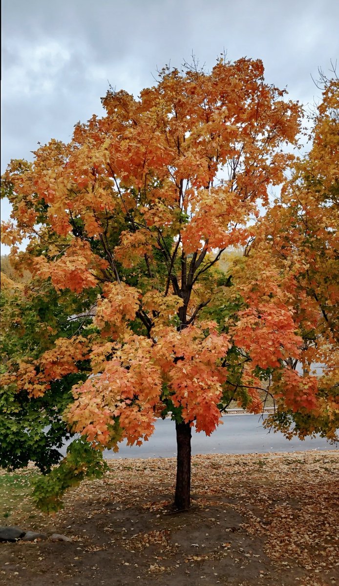 Its_Subhii's tweet image. Change is beautiful 🍂✨️

#Myclick #Fallcolors