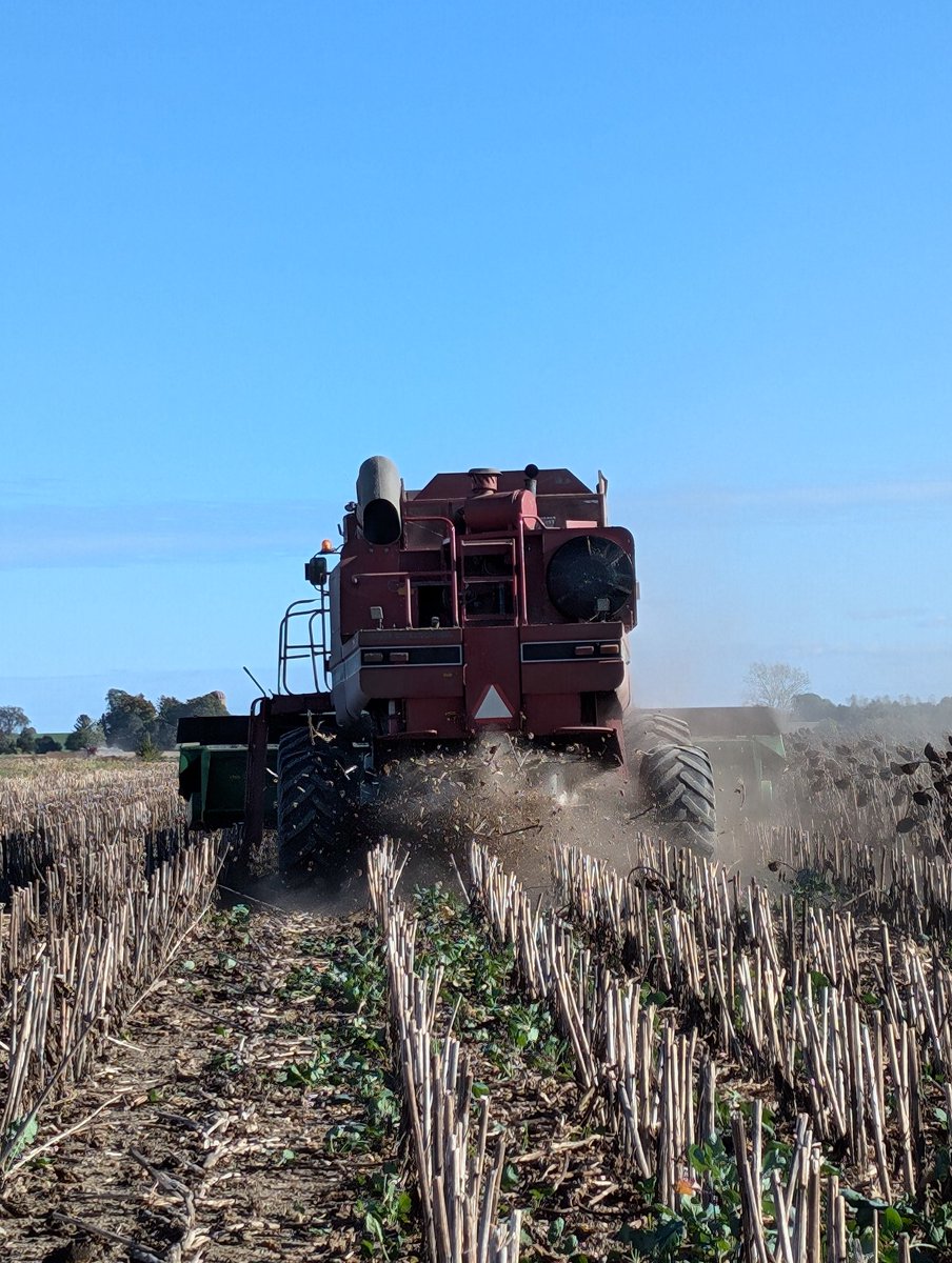 Sunflower harvest has officially begun.