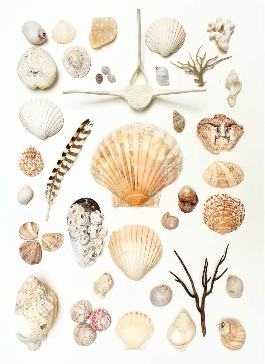 Natural finds. Beachcombing as it used to be.