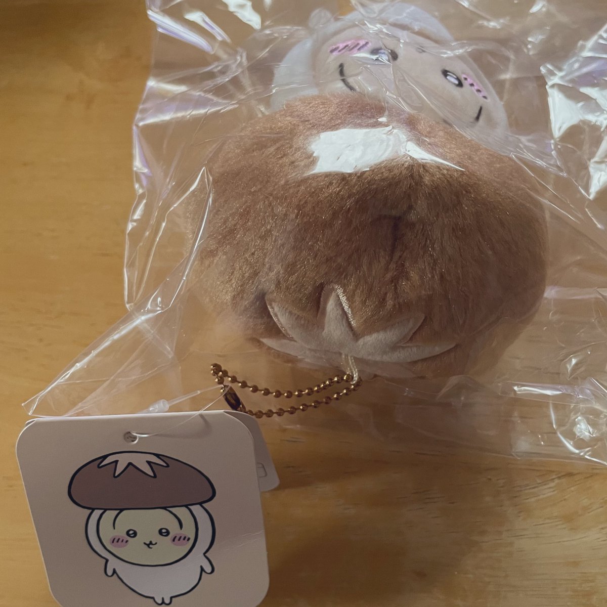 どんこちゃん届いた😁