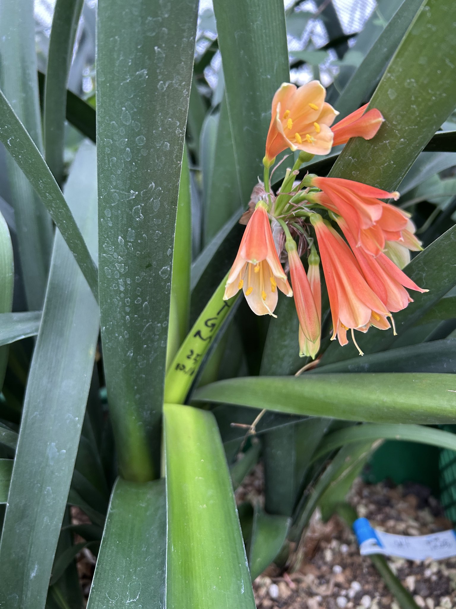 君子蘭 獅子葉「獅子君子」 「龍髭巻き君子蘭」中木 1本立 レア種 希少