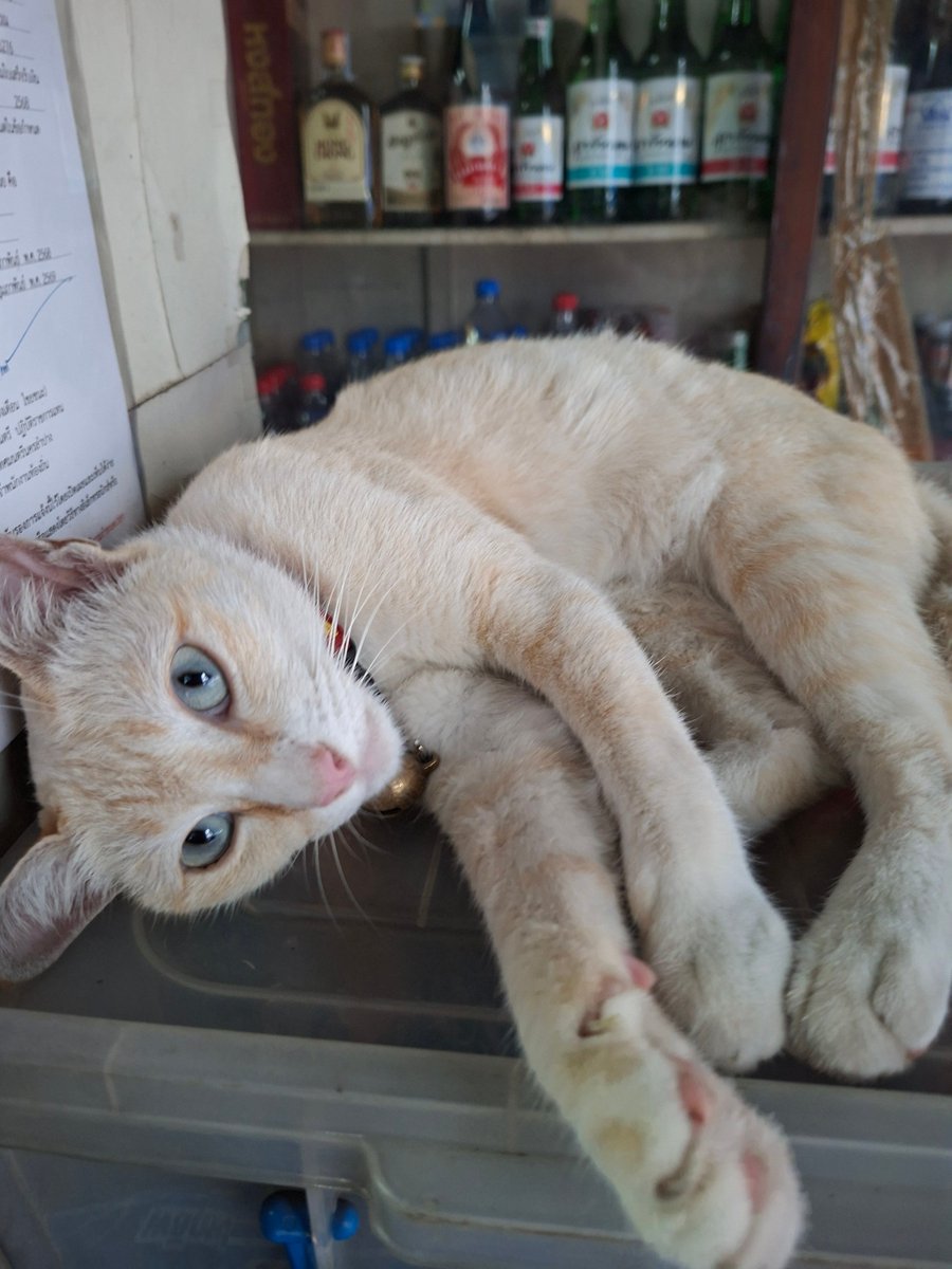 You did that with a straight face? Iconic. Delusional, but iconic.