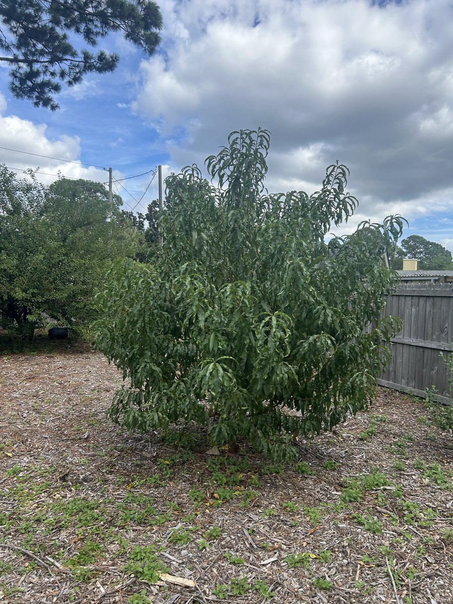 Nectarine tree planted 2 years ago in soil I made.