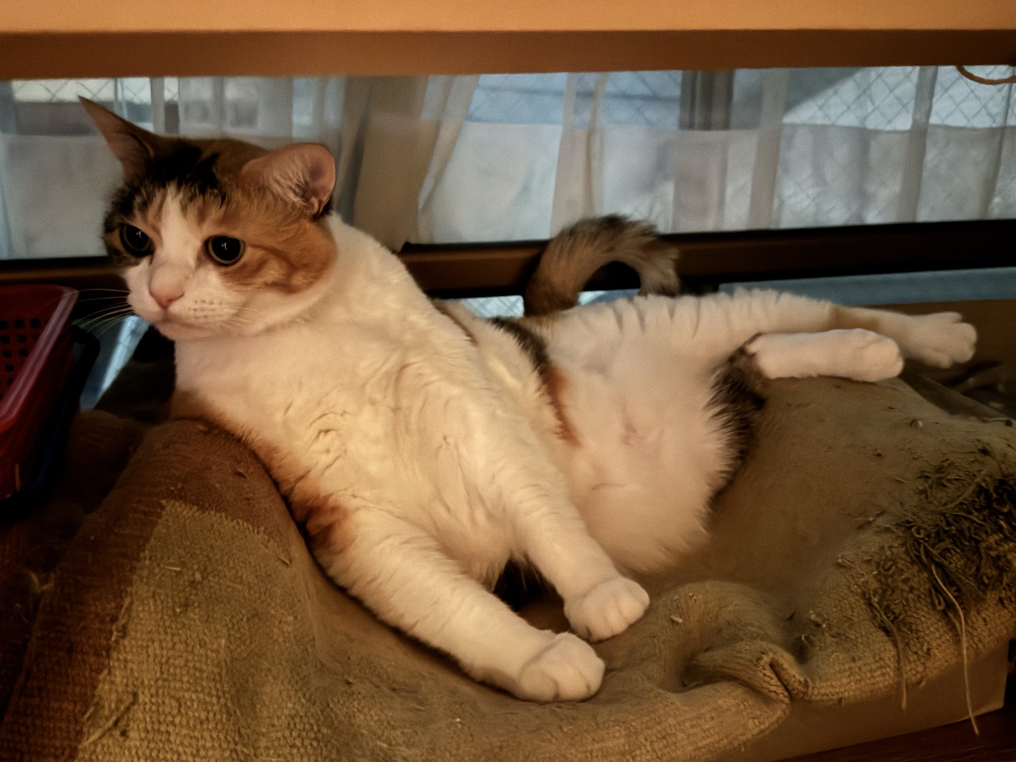 三毛猫姉妹くきくらと飼主の道 on X: 