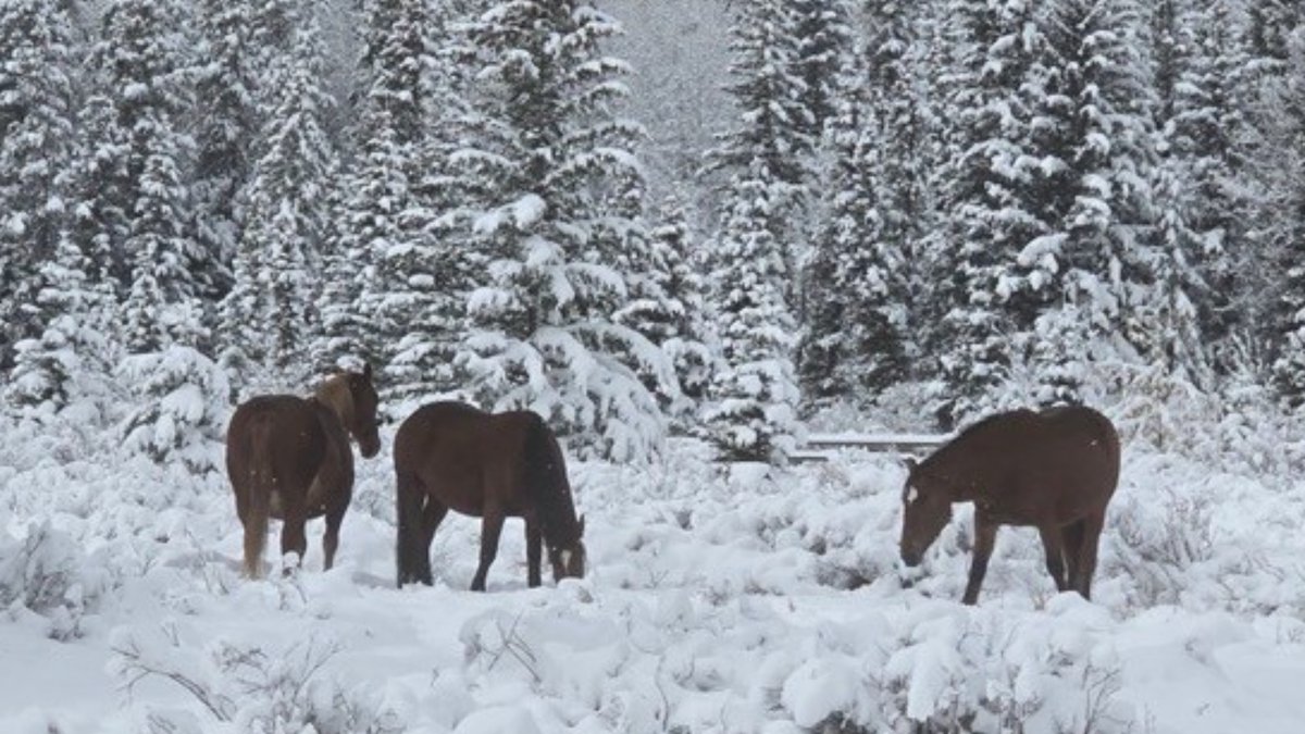 CTV News Calgary tweet media