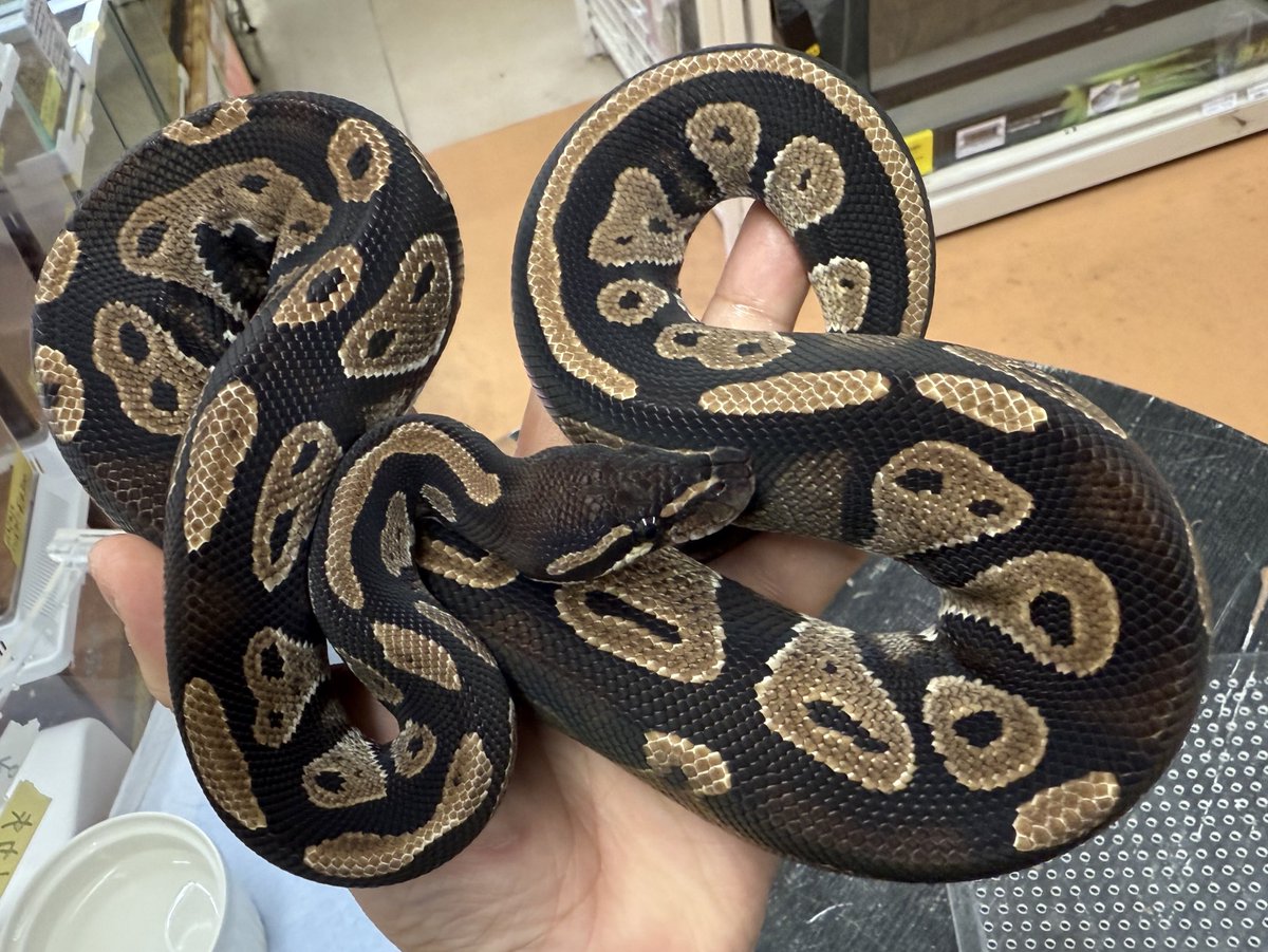 ボールパイソンケージ　K's Shop様 ボールパイソンケージ K's Shop様 - メルカリ