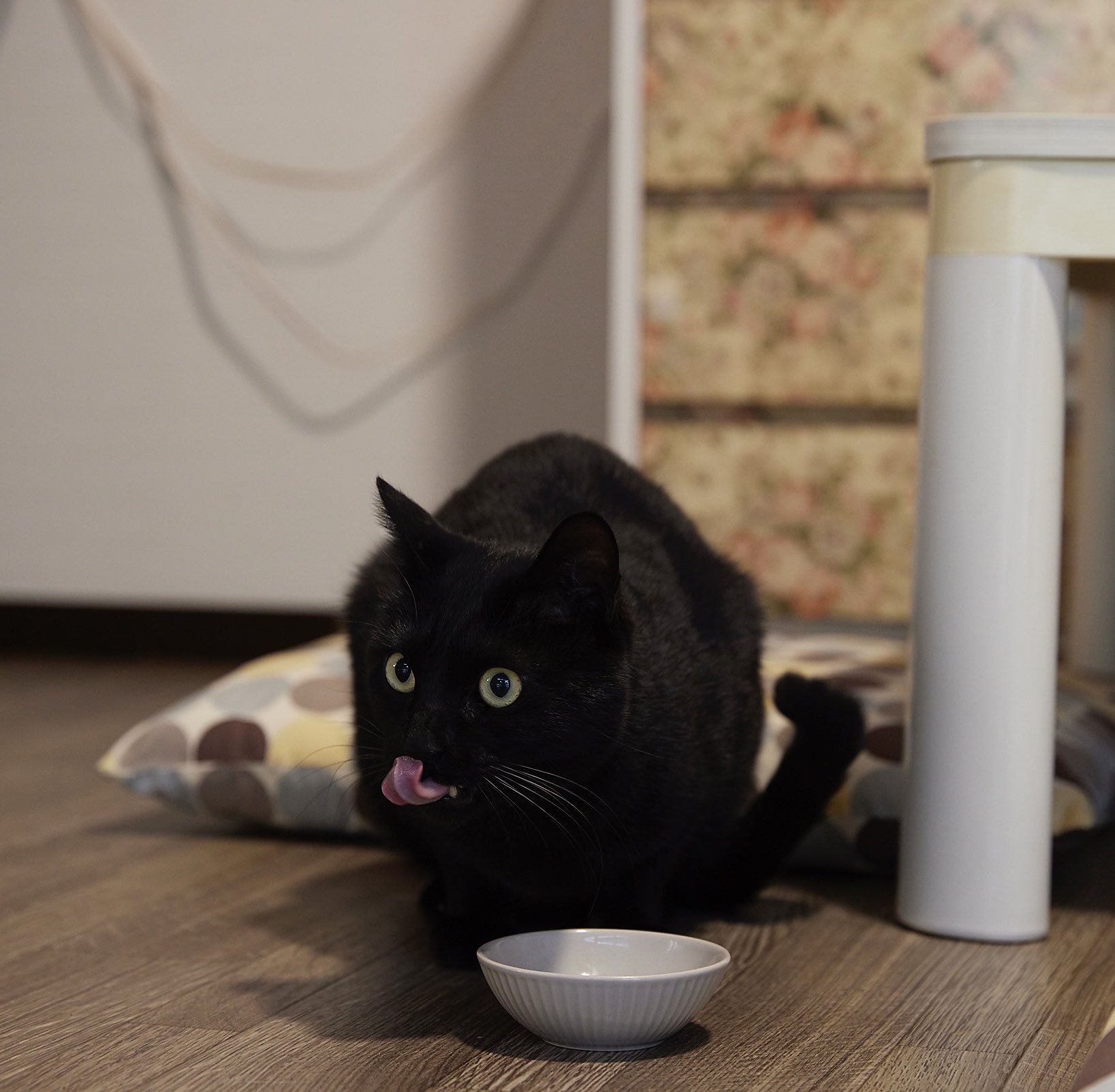 公式】雑誌ねこ (@neko_magazine) / X