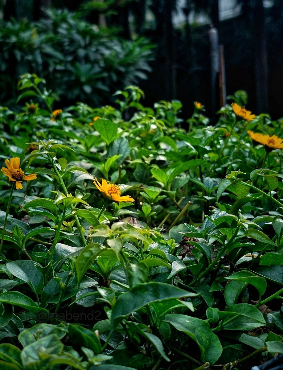 mabend2's tweet image. Good morning 🌞🌻
A little sunshine can do wonders.... 
#theme_pic_India_flowers
