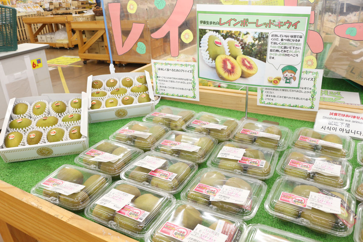 🥝強い甘みが魅力🥝 伊東市産キウイフルーツ「レインボーレッド」の