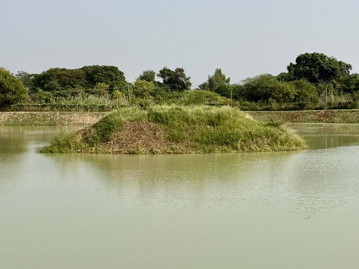 ramveertanwarg's tweet photo. सिद्ध बाबा तालाब
ग्राम कैमराला,ग्रेटर नोएडा ।
सर्दियों में पक्षियों का स्वागत करने के लिए टापू बन कर तैयार है ।
Supported by Toyo Ink & District Administration GB Nagar.
#Pondman #Island #Birds #winter https://t.co/YI9CgEUlio
