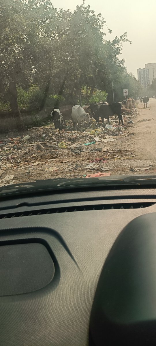 rptripathi1957's tweet photo. @CeoNoida @noida_authority @noidakhabar sector 93 सुपर एमआईजी के गेट नंबर 4 एवं 5 का दृश्य, बहुत ही भयावह है सड़क से निकलने में बदबू का सामना करना पड़ता है, ये गंदगी प्राधिकरण के लोग ही कर रहे है, इसे संज्ञान में कौन लेगा। ढिंढोरा पीटा जाता है क्लीन नोएडा ग्रीन नोएडा। https://t.co/yRMhAdeXVN