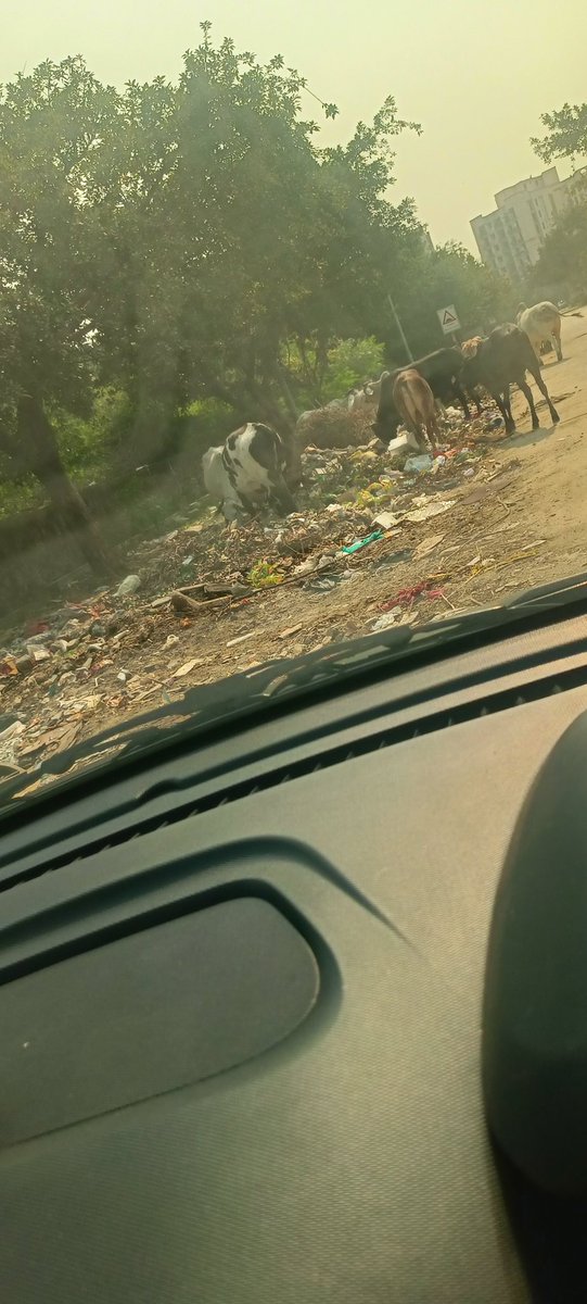 rptripathi1957's tweet photo. @CeoNoida @noida_authority @noidakhabar sector 93 सुपर एमआईजी के गेट नंबर 4 एवं 5 का दृश्य, बहुत ही भयावह है सड़क से निकलने में बदबू का सामना करना पड़ता है, ये गंदगी प्राधिकरण के लोग ही कर रहे है, इसे संज्ञान में कौन लेगा। ढिंढोरा पीटा जाता है क्लीन नोएडा ग्रीन नोएडा। https://t.co/yRMhAdeXVN