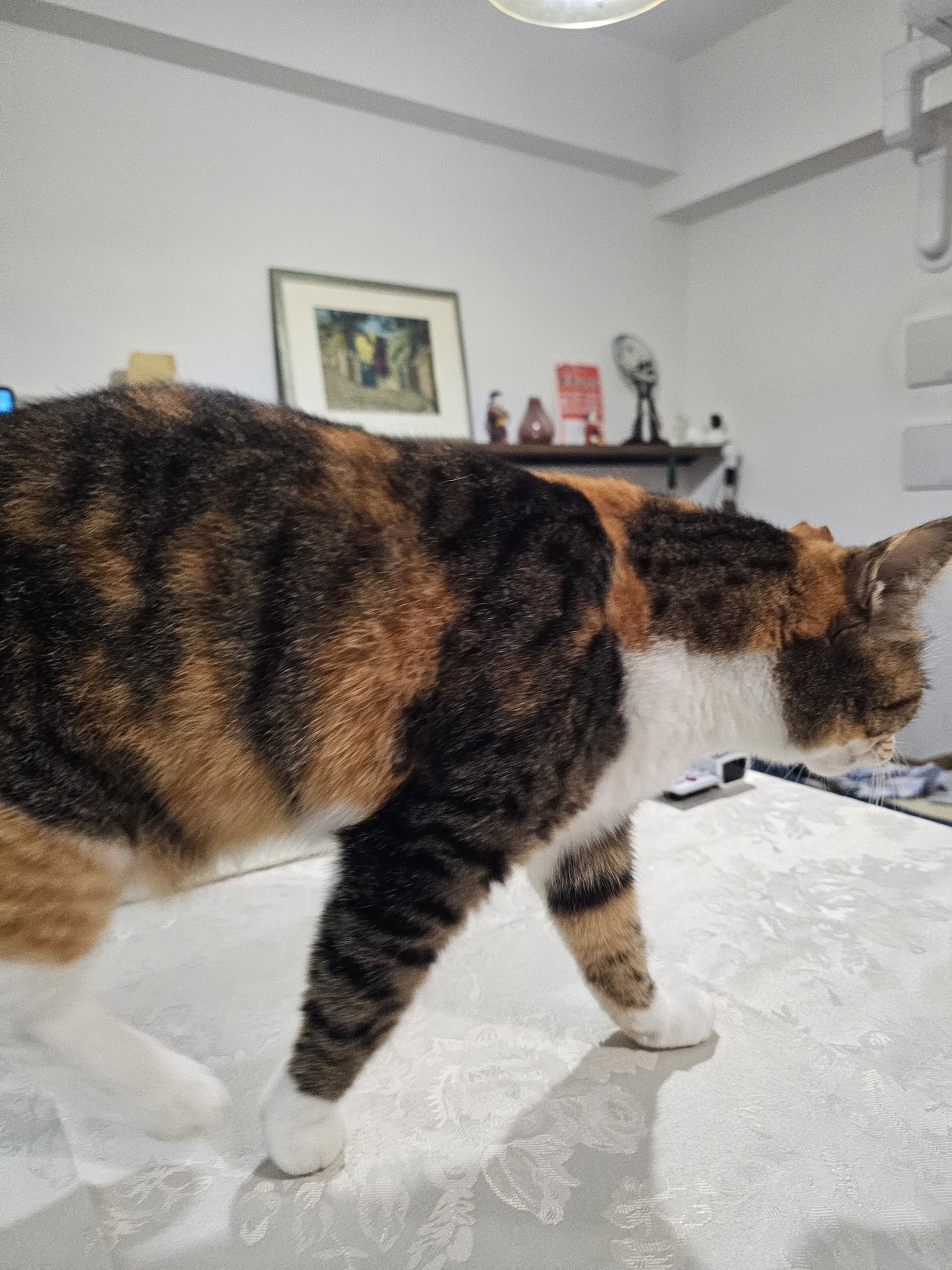 三毛猫様♡ありがとうございます♡ 三毛猫 - Search / X