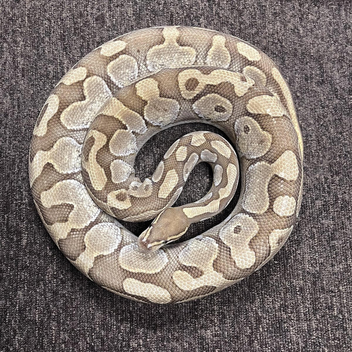 Ballpython_JP's tweet image. 独り言
Bp・Supply作出・レッサー
血統はUS Johnpiroから導入した個体が基軸となっています
US EXPO会場を駆けずり回り、自分の目で見て、一番綺麗で・限り無く黒点が少ない😁個体を選抜しました
そして、この表現系を基軸として色彩・模様の操作・模索を行なって来ました
#ボールパイソン