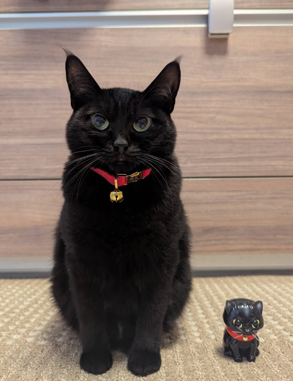 【黒猫】 令和の虎175人目の志願者｜川端 基幹｜プロクラファン士🎖️ on