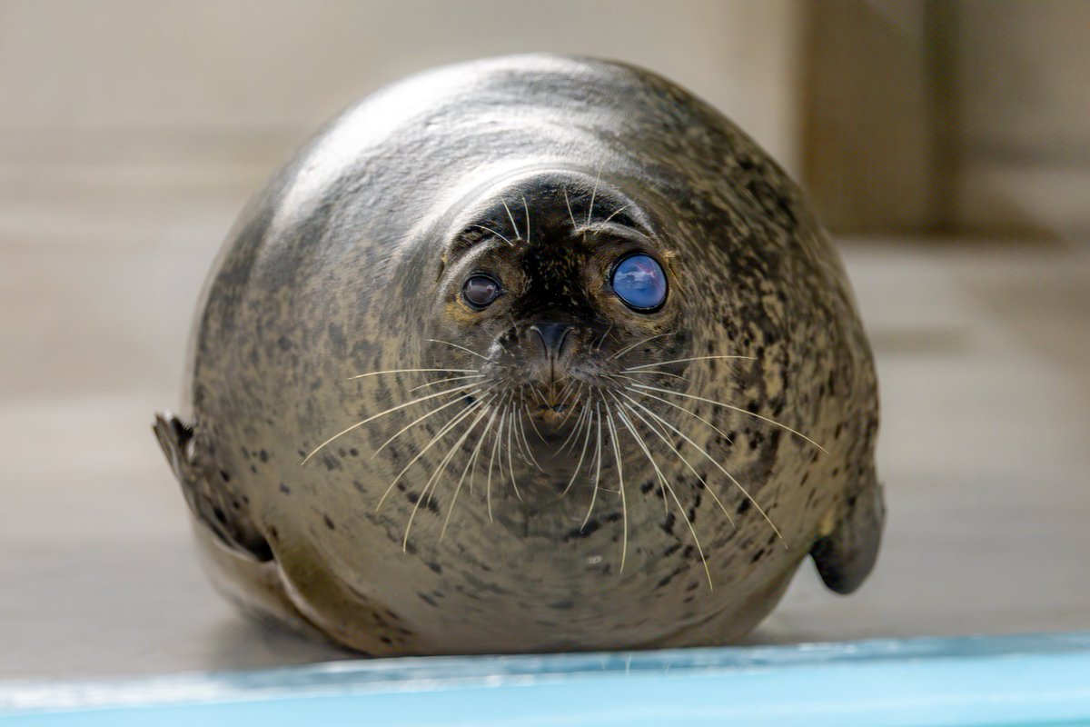 OHL_ch's tweet image. まぁるいポプラ
20251013
#東武動物公園　
#ゴマフアザラシ　#ポプラ