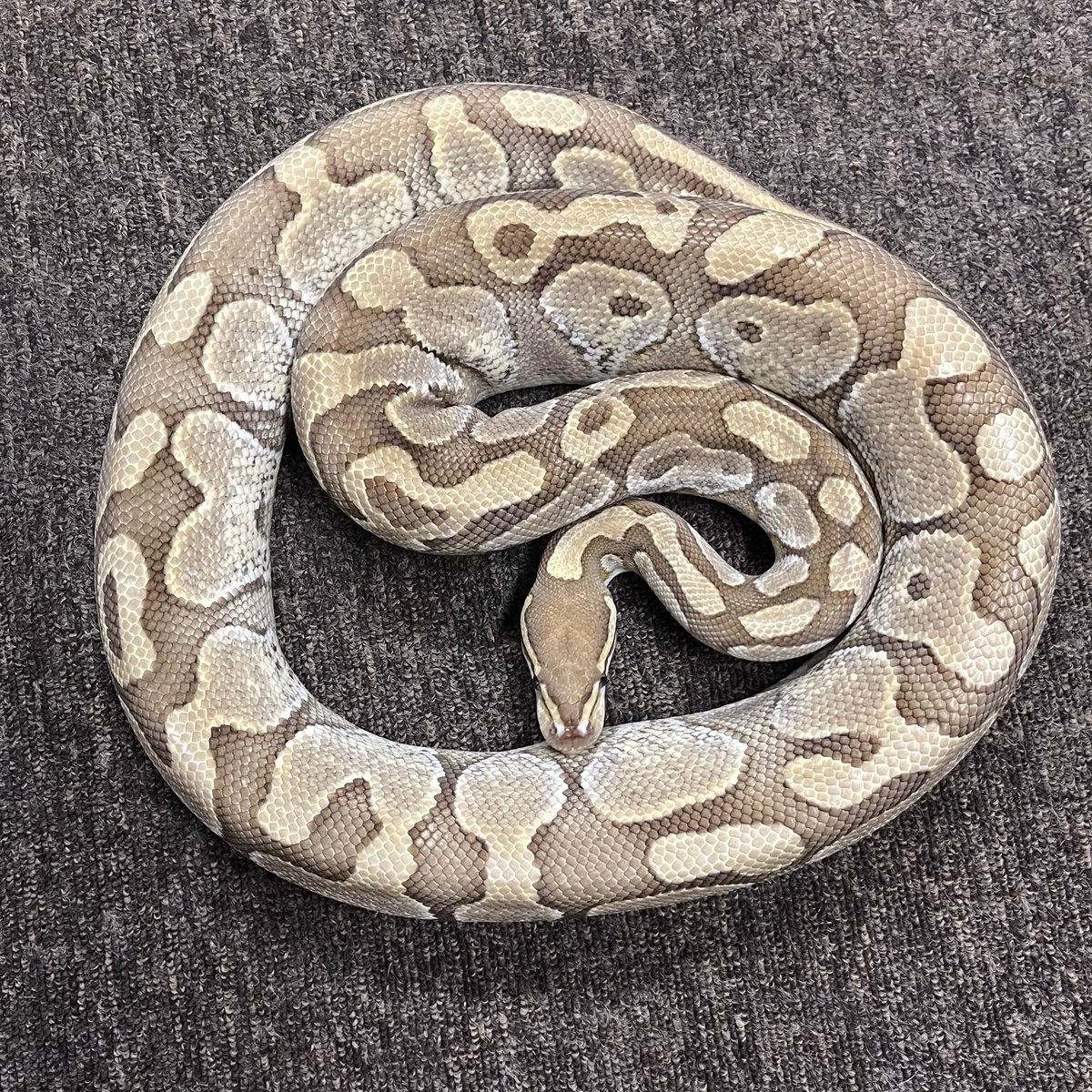 Ballpython_JP's tweet image. 独り言
そして、もう一つ同時進行させたのが、ブラックバッグ化計画でした
黒点の少ないブラックバッグ形質・パステルの力を借り
先ずは、基軸レッサー にその形質を刷り込む目的で、パステルレッサー を作出 → 累代を経て・ある程度の結果を導く事が出来きる様に成りました
つづき
