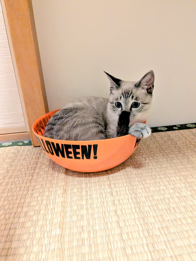 ワカとヤマ on X: 