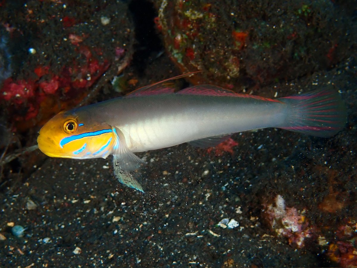 ヨシ★4月分 トリックスター / Ninja ZX-4RR / ZX-4R SE(24-26) レーシング