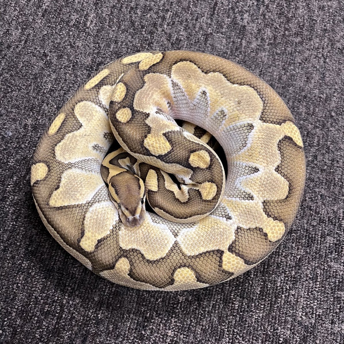 Ballpython_JP's tweet image. 独り言
つづき
そして、ブラックバッグ形質のパステルレッサー からパステルを分離する事で、
結果として、黒点の無い・ブラックバッグ形質のレッサー を導く事が出来ました
今後はこの表現系も更に模索して行きたいと考えています
今ちょっと流行りの「運鈍根」で楽しみます!