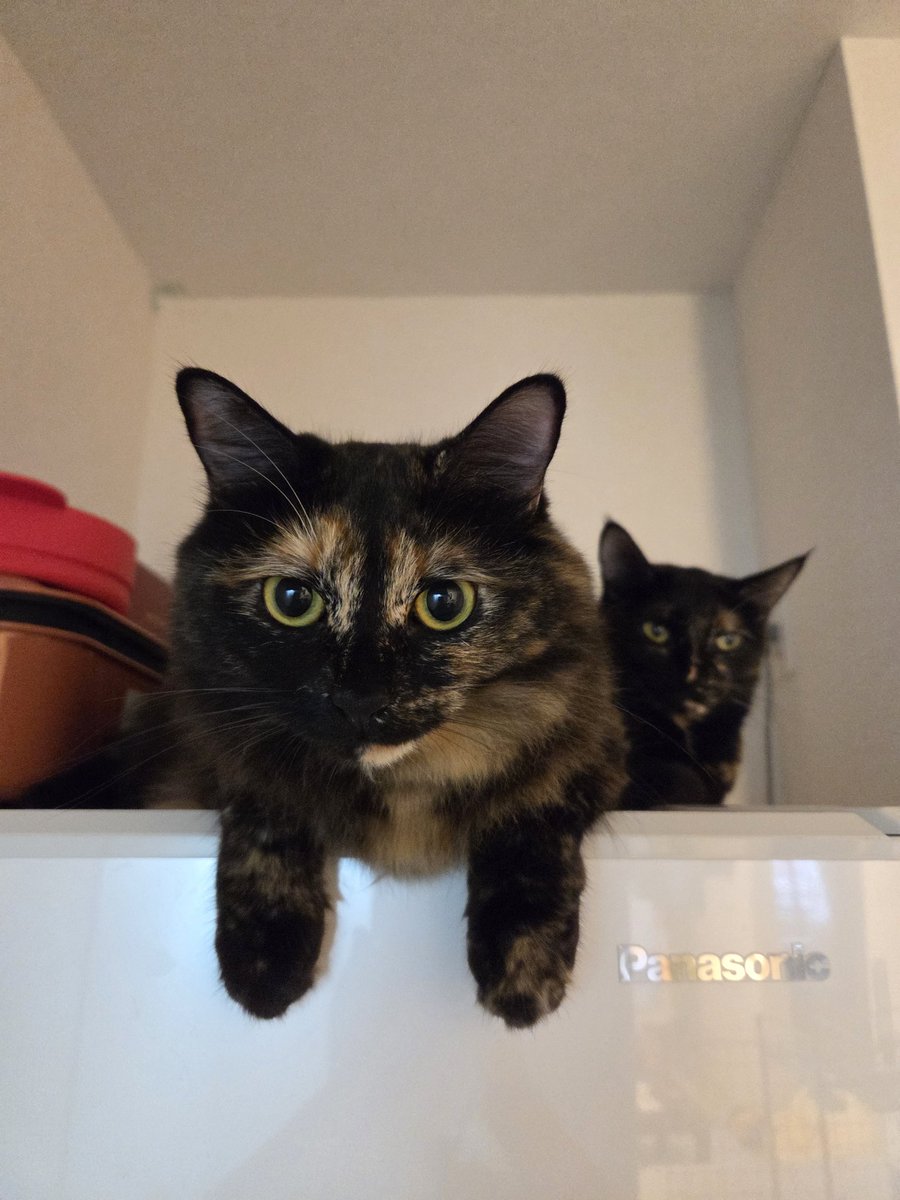 真は錆猫が好き サビ猫はいいぞ