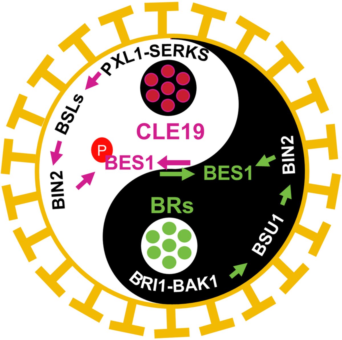 Wang et al. report that CLE19 suppresses brassinosteroid signaling output via the BSL-BIN2 module to maintain BES1 activity and #pollen exine patterning in #Arabidopsis.

🌺doi.org/10.1111/jipb.7… 

@wileyplantsci #PlantScience #plant #reproduction #hormone