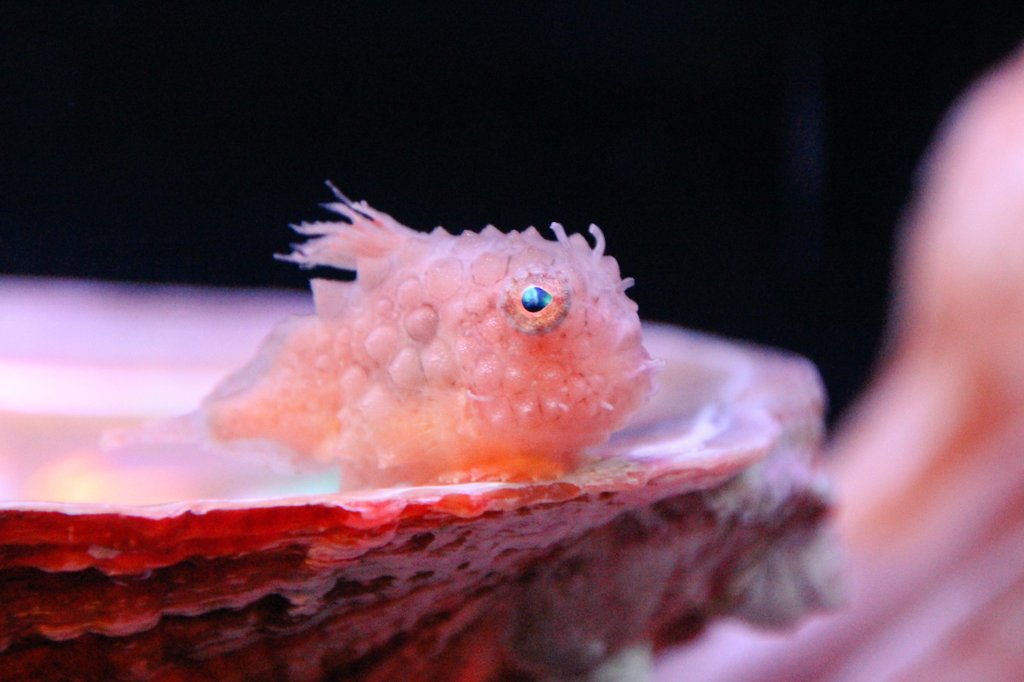 日本では北海道、青森の冷たい海にしかいないナメダンゴちゃん
3cmくらいでとてもかわいい😊