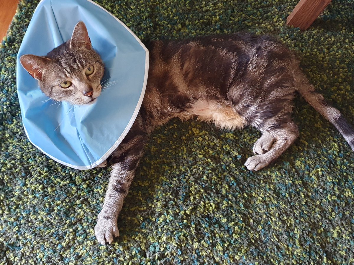 My Cooper is doing well after a procedure on Tuesday. Has to wear a collar as he has some stitches and I'm surprised (and glad) that he doesn't seem at all bothered by it.