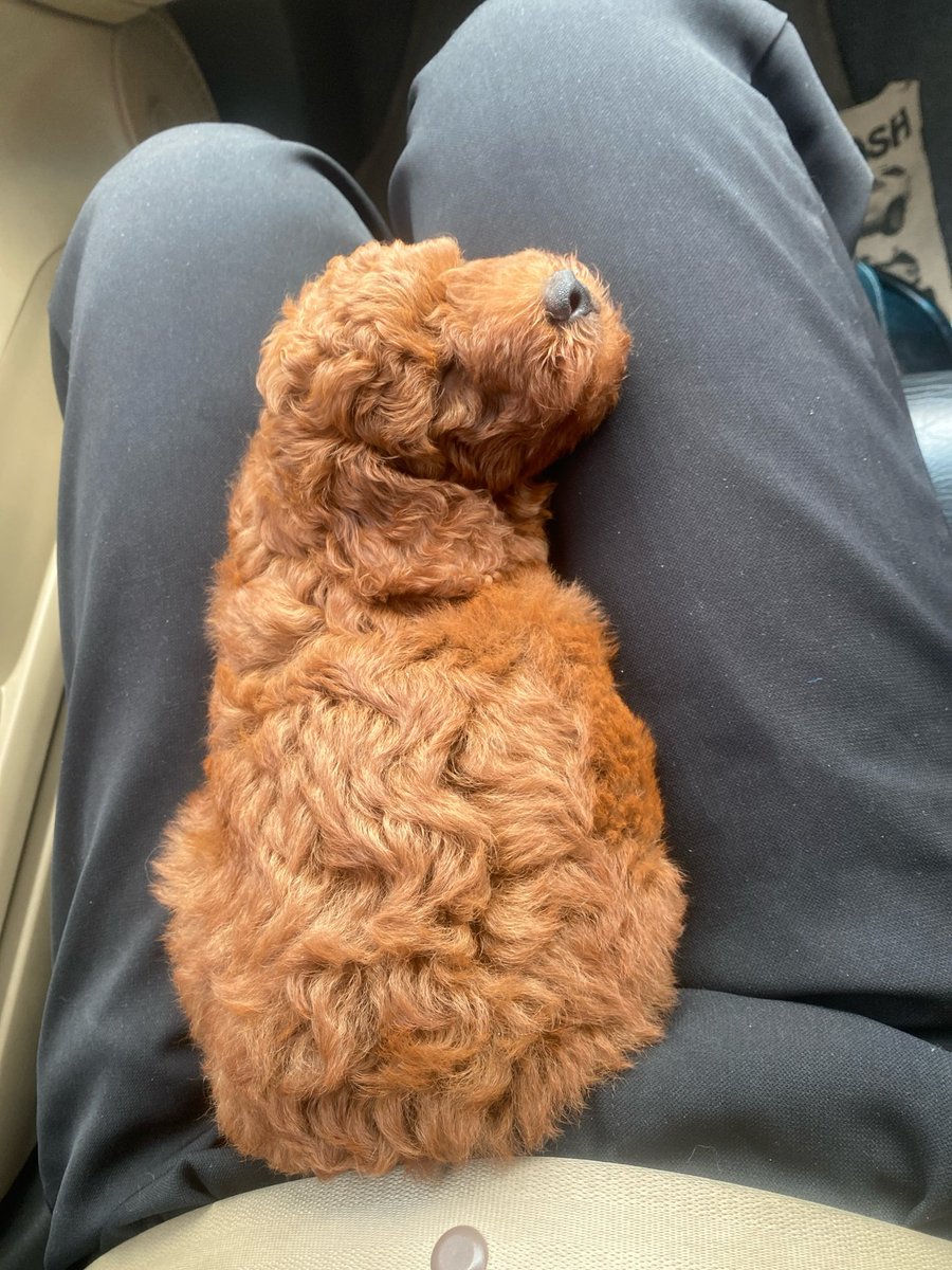 kueepaii's tweet photo. Open adopt!
Anjing mini poodle jantan 2 bulan, lucu nan menggemaskan.
✅stambum
✅vaksin
Minat dm yaa 😊
📍Jogja
#poodle #AnimalLovers https://t.co/APH44pF3VI