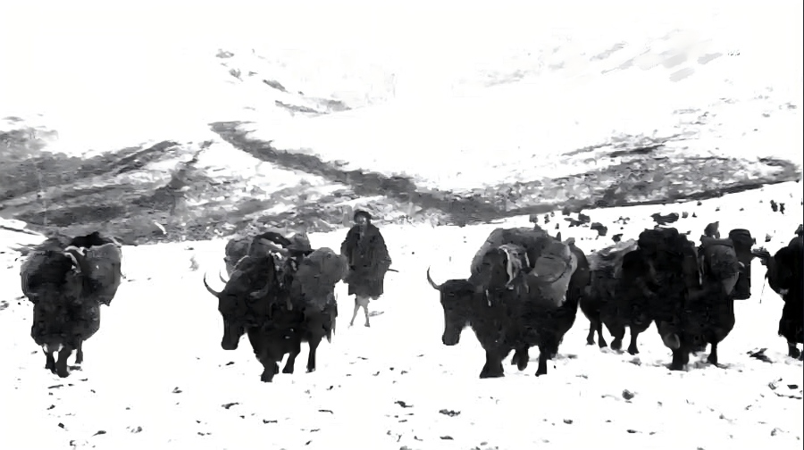 TibetNews11's tweet image. Mi Futang, un #cacciatore di luce alla sorgente dei fiumi (Parte 2): gestire la tribù Bujiu e abbracciare un nuovo mondo