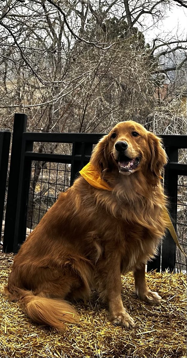 Lacrosse Talk tweet media