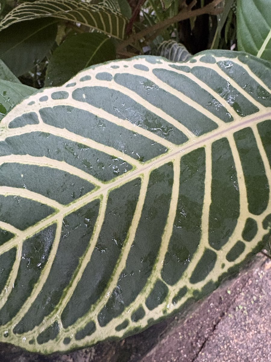 #散歩写真 #新潟県立植物園