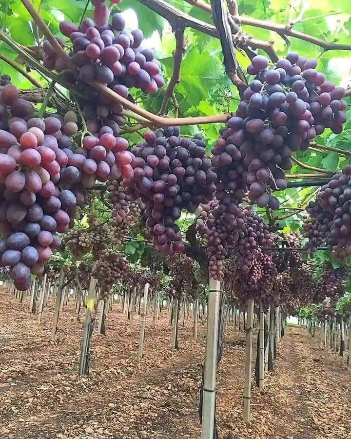 WithChiroma's tweet photo. Picture A = flower developing into fruit
Picture B = Fruit at ripening stage (variation)

It's amazing, it's fulfilling, there is so much joy in farming.

I challenge you to join grape farming 😁😁 https://t.co/jhAkJAHU1q