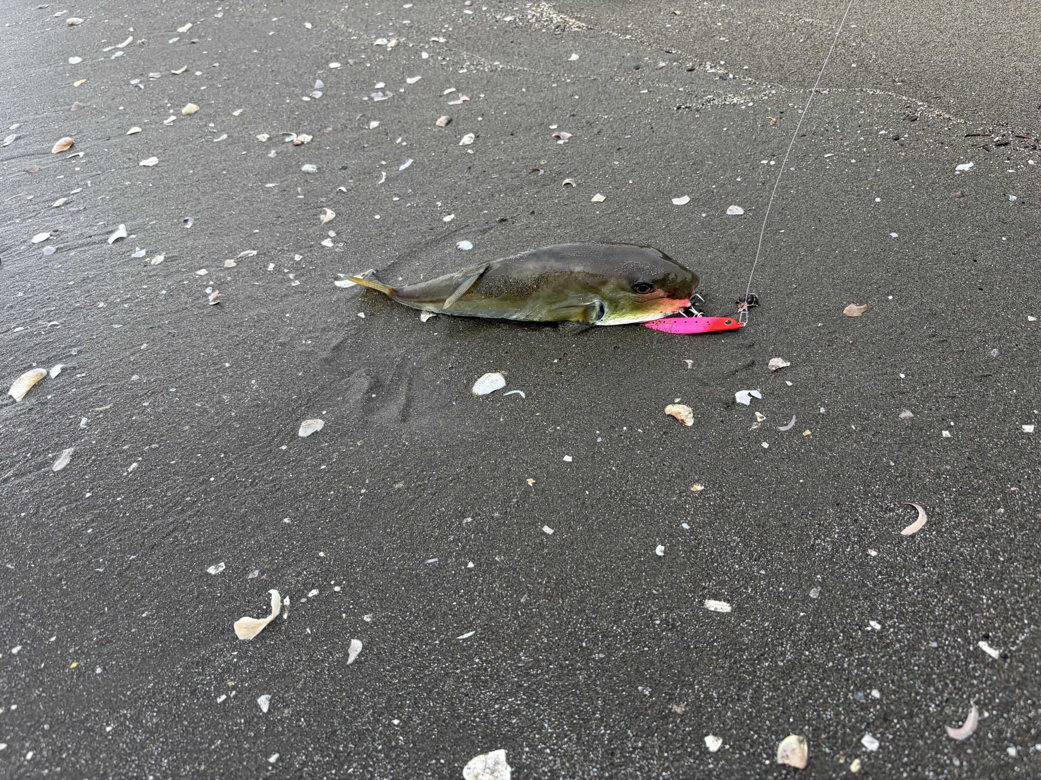 暴走ひらめ (@bousouhirame) / X