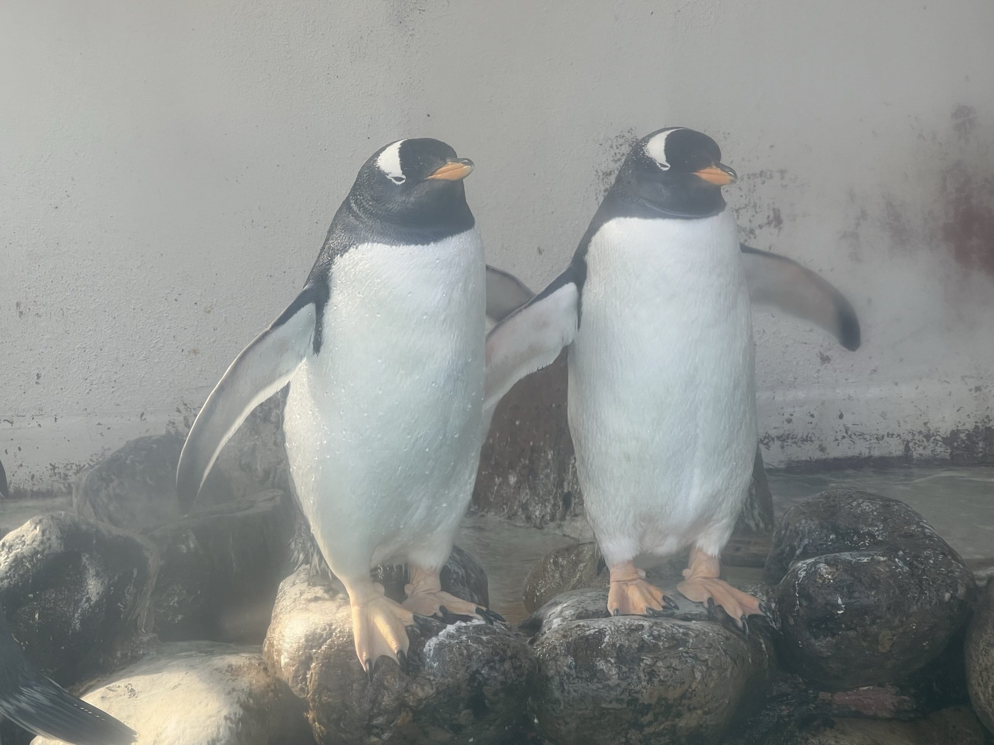 あるペンギンとある男のお話　たかはさち ペンギンアパートメント」ファンのみなさま、お待たせしました