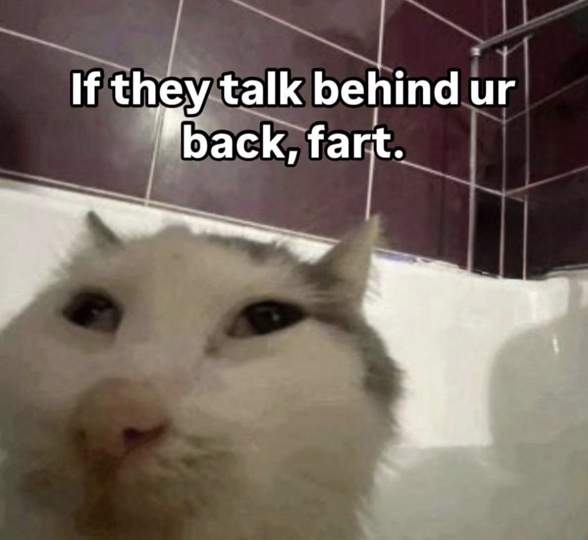 raccoonesthetic's tweet image. 