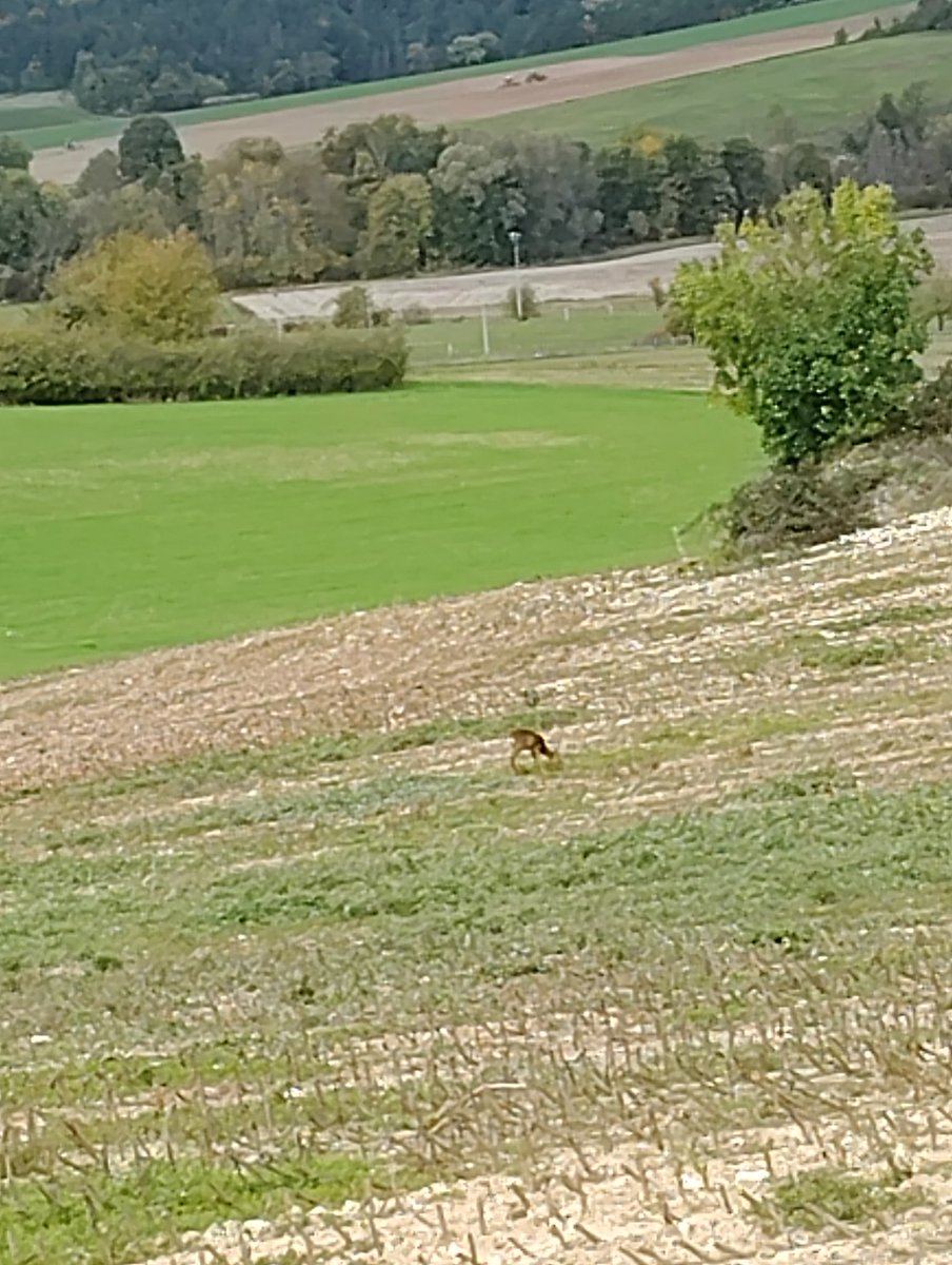 Pascal21cor's tweet image. une belle journée de semis de blé dans la @cotedesbar10 à Mussy surSeine  @AubeChampagne 
#jeudiphoto #FrAgTw