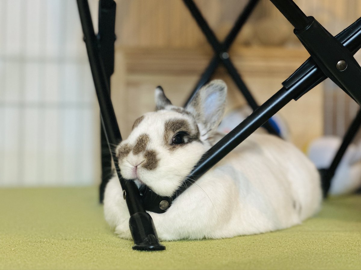 おもち🐰2代目うさぎ (@omochi_mochi_5) / Posts / X