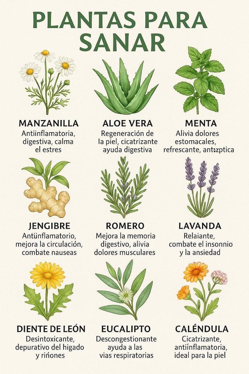 MemoriaHabil's tweet photo. A veces olvidamos que la naturaleza fue nuestra primera farmacia. 
Antes de que existieran las pastillas, ya había plantas que curaban cuerpo y alma.

La manzanilla calma el estómago y también los pensamientos que no dejan dormir.
El aloe vera regenera la piel, pero también enseña a sanar con paciencia.
La menta despeja la mente y el aire, como si te dijera “respira, todo pasa”.

El jengibre despierta la energía que el estrés te roba.
El romero fortalece la memoria y el ánimo (y huele a hogar).
La lavanda es una caricia para el sistema nervioso: te baja el pulso, te baja el ruido.

El diente de león limpia el hígado, esa parte de ti que guarda la rabia y el cansancio.
El eucalipto abre los pulmones y el corazón.
Y la caléndula… cicatriza heridas, incluso las que no se ven. 🌼

Cada planta tiene un lenguaje.
Escúchalas, y sabrás qué necesita tu cuerpo.

Porque sanar no siempre es tomar algo.
A veces es volver a lo natural,
a lo simple,
a lo que huele a tierra y te recuerda que aún estás vivo. 🍃