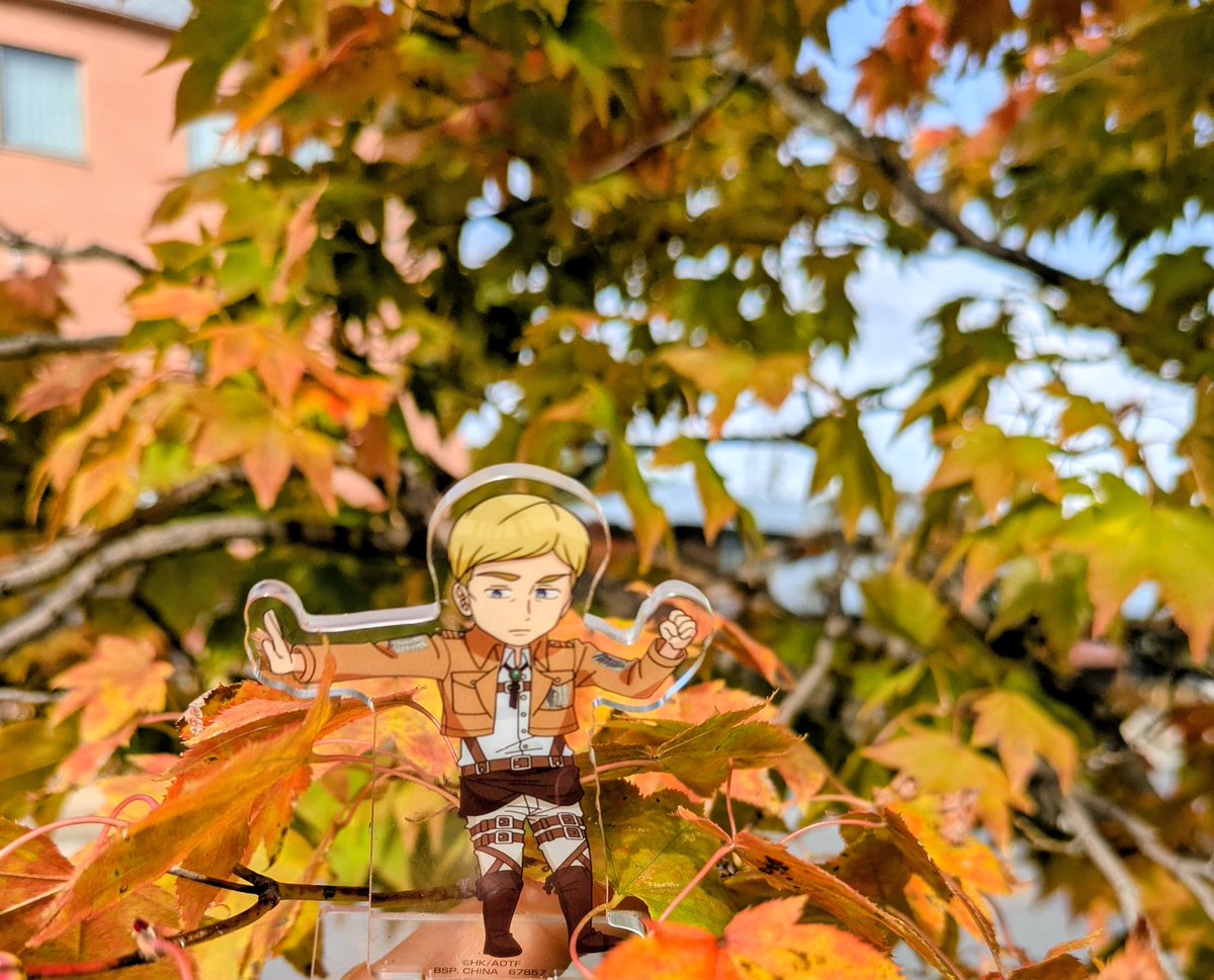 店の前の木が色付き始めましたよ
紅葉🍁を捧げよ！！
＃大沼紅葉　＃大沼ブイワン　＃紅葉を捧げよ