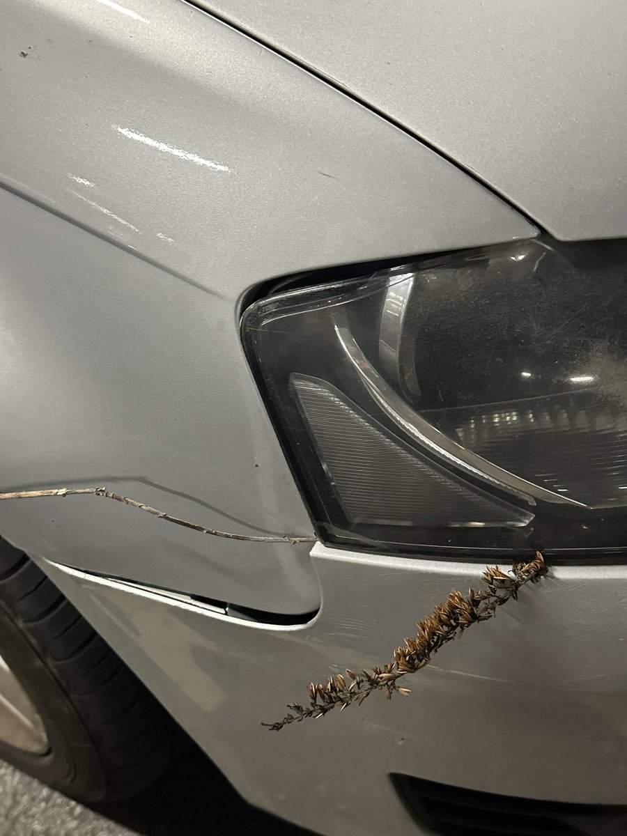 My car is so princess core it wears nature on its head
