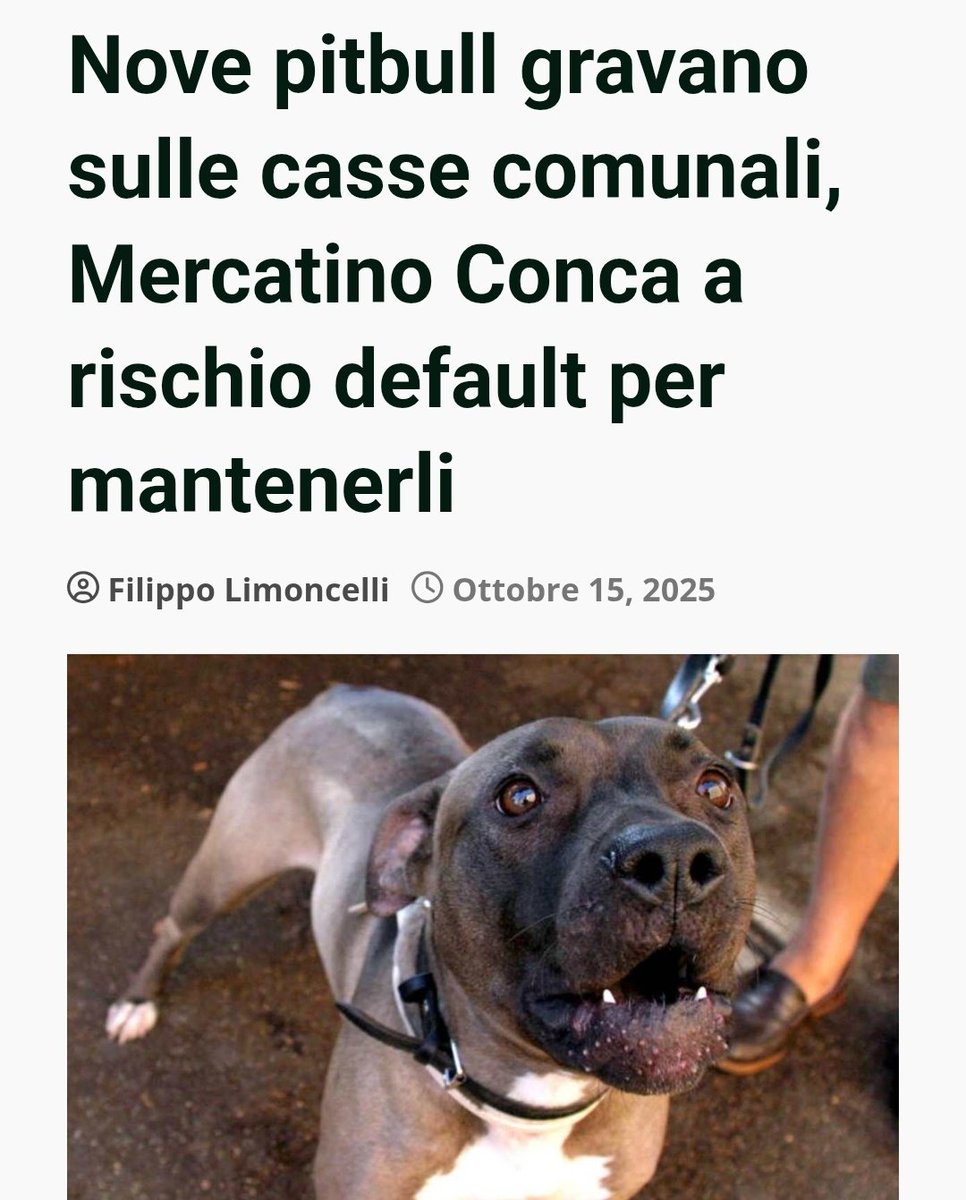 The small town of Mercatino Conca (pop. 1,000) in the Marche region is facing bankruptcy to maintain nine pit bulls seized from an illegal breeder. The cost to maintain the dogs is €40k per year and the town, with a small €2m annual budget, cannot afford it.

Oct 16, 2025