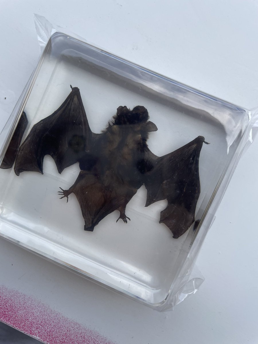 pedí un murciélago POR SHEIN pensando q iba a ser una maqueta realista o algo así Y ES UN PUTISIMO MURCIÉLAGO DW VERDAD QUE ES ESTO