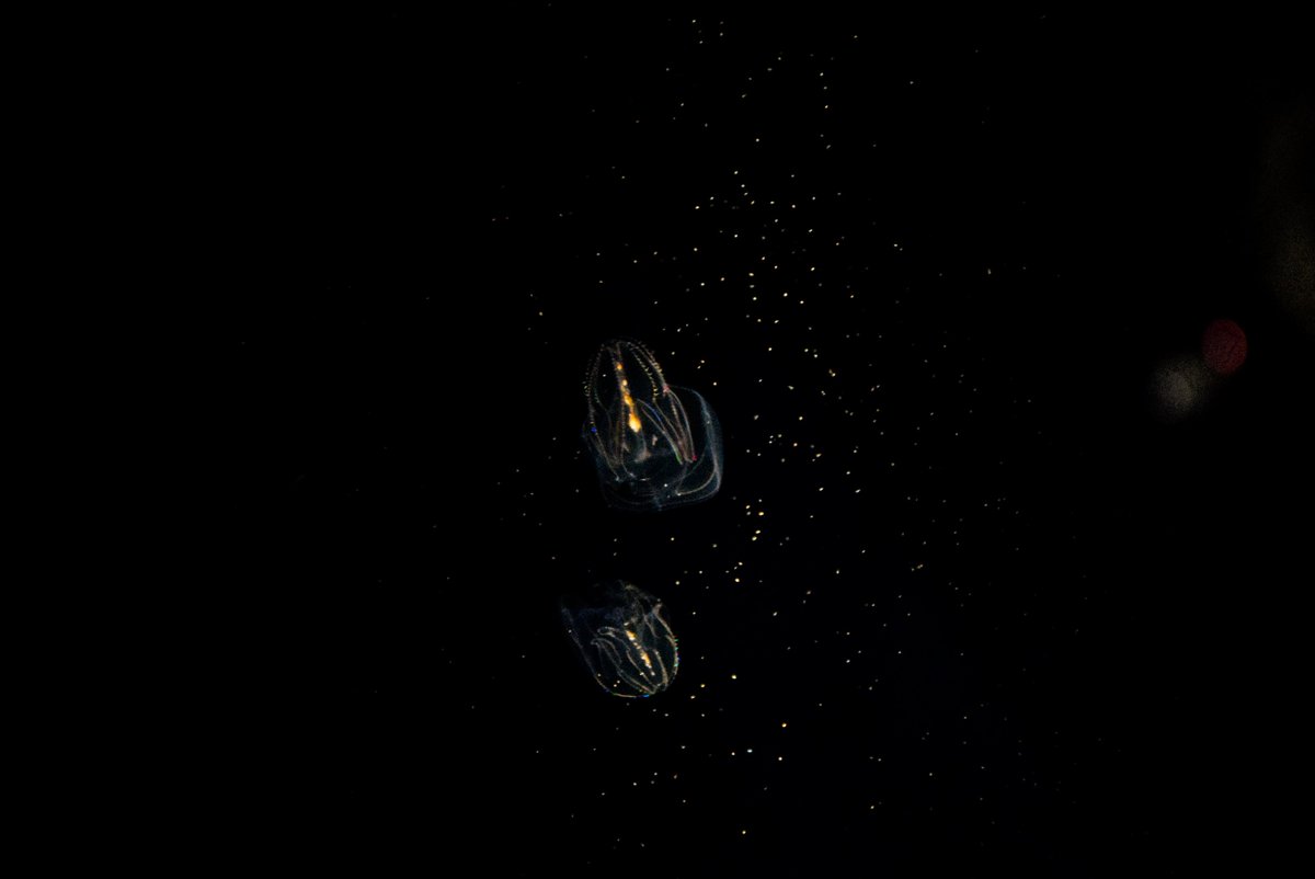 海月は銀河系の夢を見る。

#クラゲ #海月 #Lightroom #Nikon