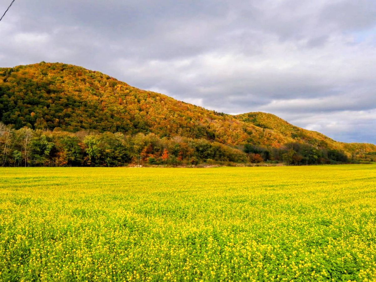 PREZO_hokkaido's tweet photo. 温根湯温泉方面から石北峠方面へと走っていたら目の前に秋色景色🍁
車を停めてパシャリ😊

#北海道 #PREZO #プレゾ #PREZOフォトライター日記 https://t.co/gNnM9vJnwc