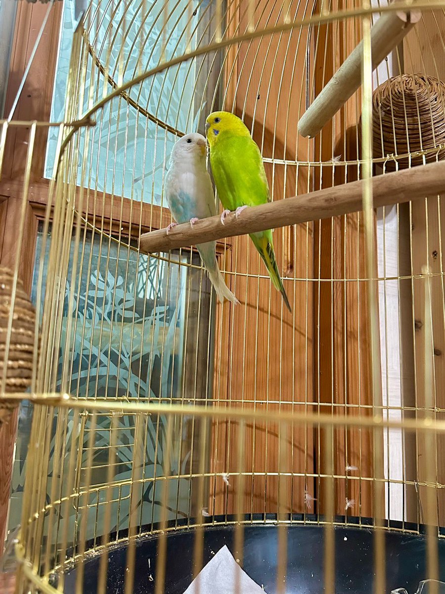 nobodylikehwa's tweet photo. #SEONGHWA talked about his parents’ parrots 🥹

⭐️: Hayoung (White) and Norangi (Yellow) are doing well. But Hayoung hurt her beak quite badly, so... I don’t really want to show you her injured face… since they have their own dignity too. 
She’s healthy but I think she got a bit hurt during their “love duty” since they always touch each other’s beaks like kissing. I think she got a little injured doing that. 
But anyway, she seems to be doing well.. I just took some photos but will keep them to myself. They’re birds, parrots!