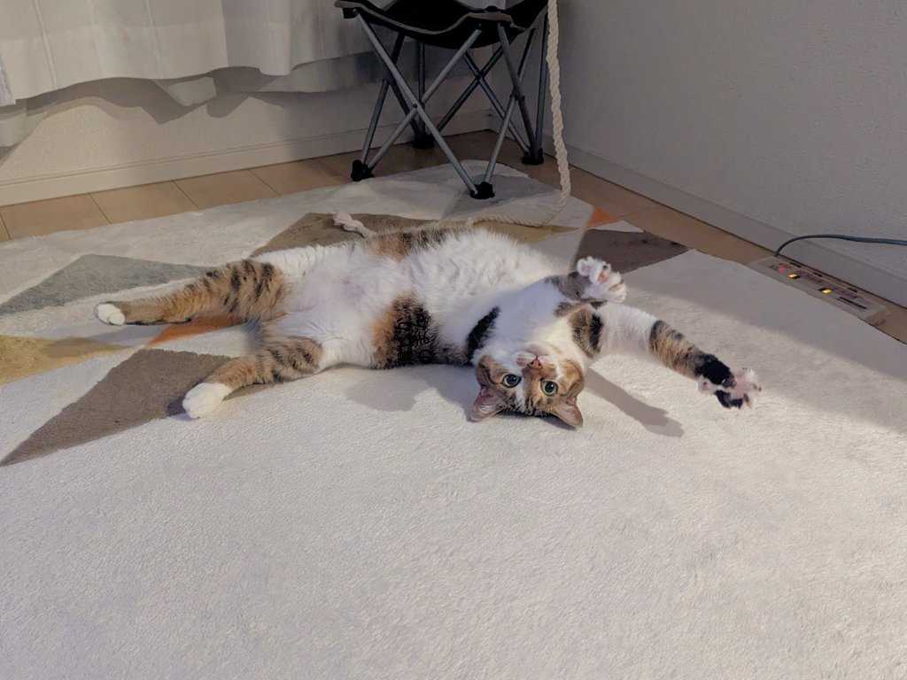 猫の伸び具合に合わせてホットカーペットの温度調整しがち