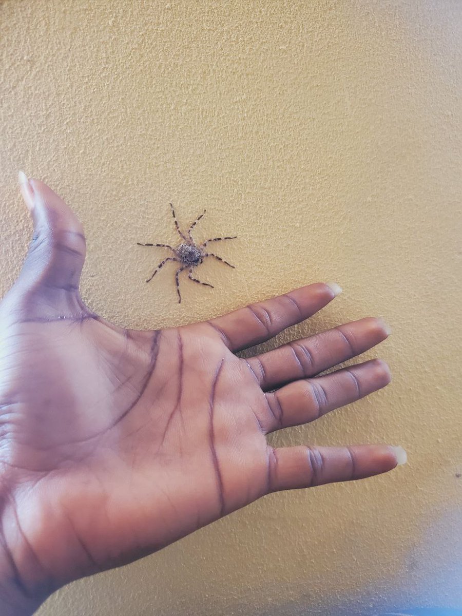 This Spider has been on my wall since yesterday night and has refused to leave.  

If i try to touch it, it moves but doesn't wanna leave that spot above my couch. Bro looks depressed.  

Either his b*tch left him for another n*gga or he was part of <a href="/monad/">Monad (mainnet arc)</a> testers😂