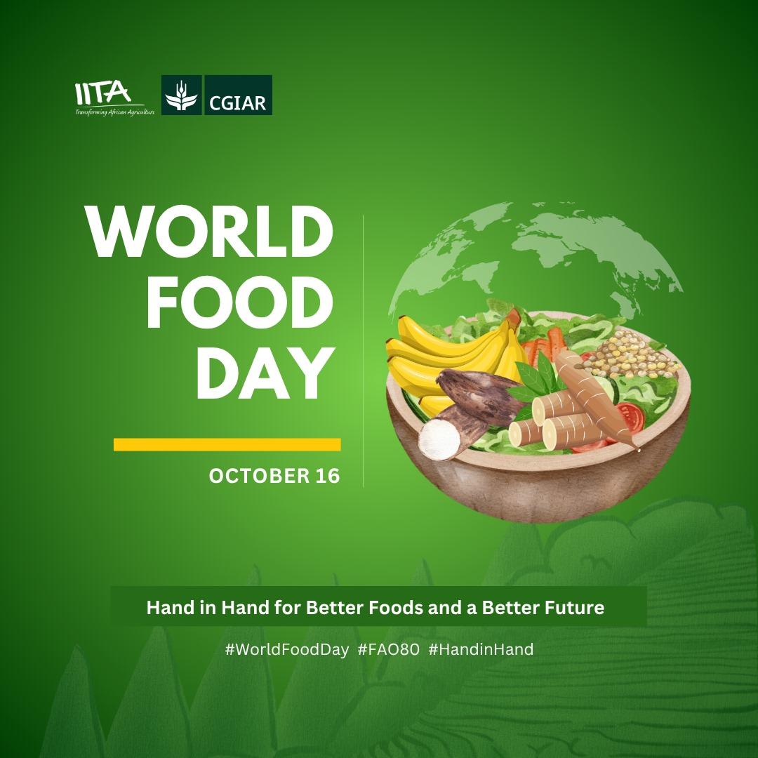 Working hand-in-hand with partners across Africa, we have over the years recorded so many success stories like the NARITA 17 banana in Uganda = 243% higher yield + disease resistance. 

Muhogo Bora in Tanzania: 67% of cassava seed entrepreneurs are women and youth; over 1.8M