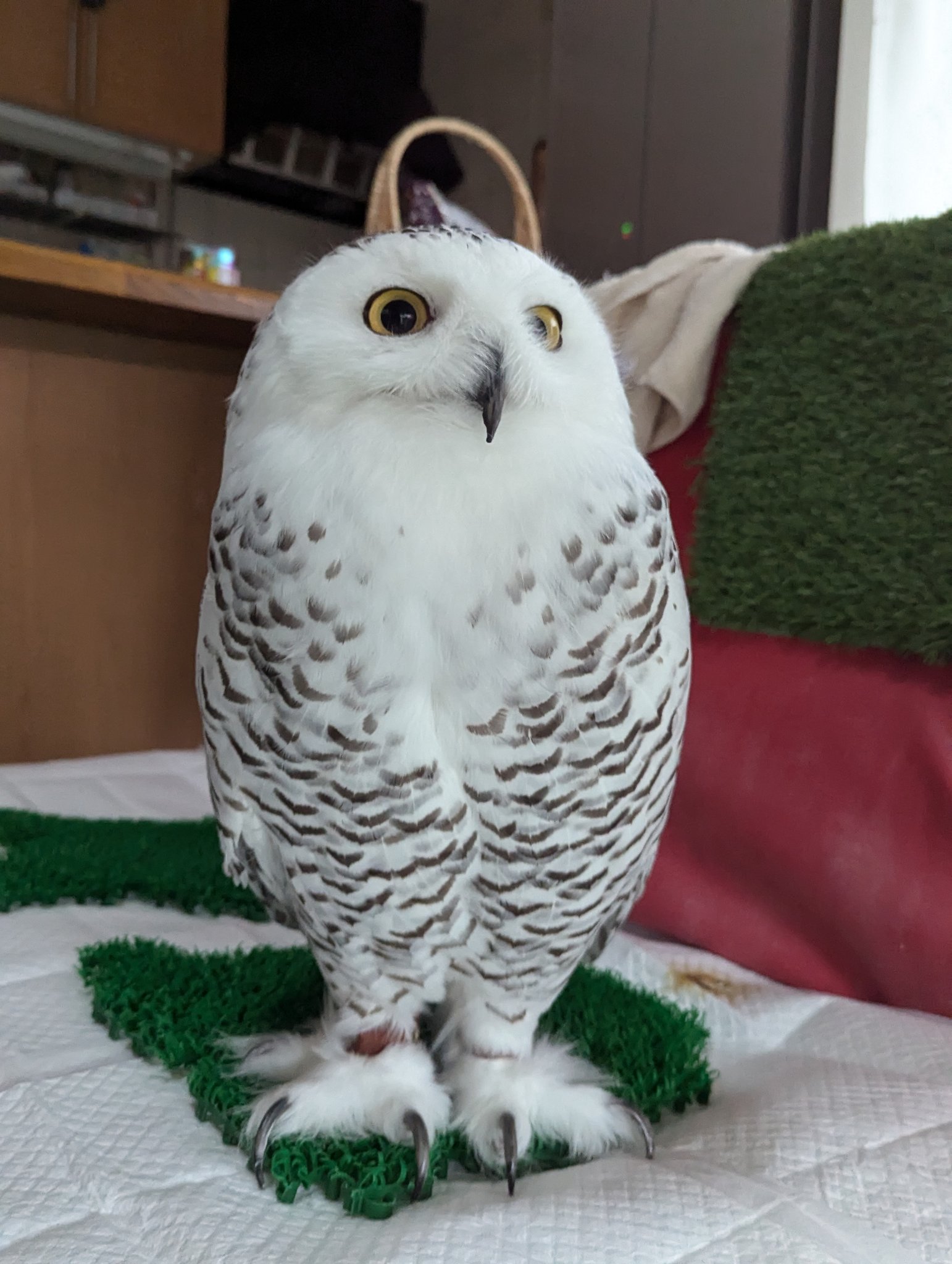 ☁ぽぽ☁シロフクロウ on X: 